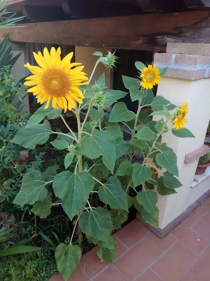 Guest house Appartamento In Zona Residenziale Orosei